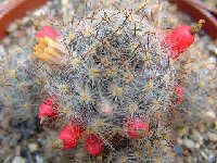 Mammillaria prolifera v. texana JLcoll.2913.jpg